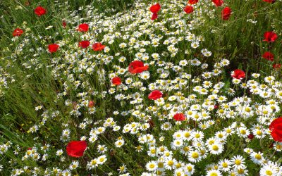 Η Άνοιξη στην Αμμουλιανή